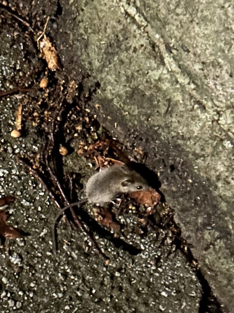 Hewligan's tweet photo. Free mouse on way home! https://t.co/GYxKZf7o69