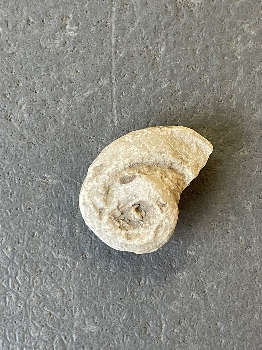 Interesting rock i found in our yard
