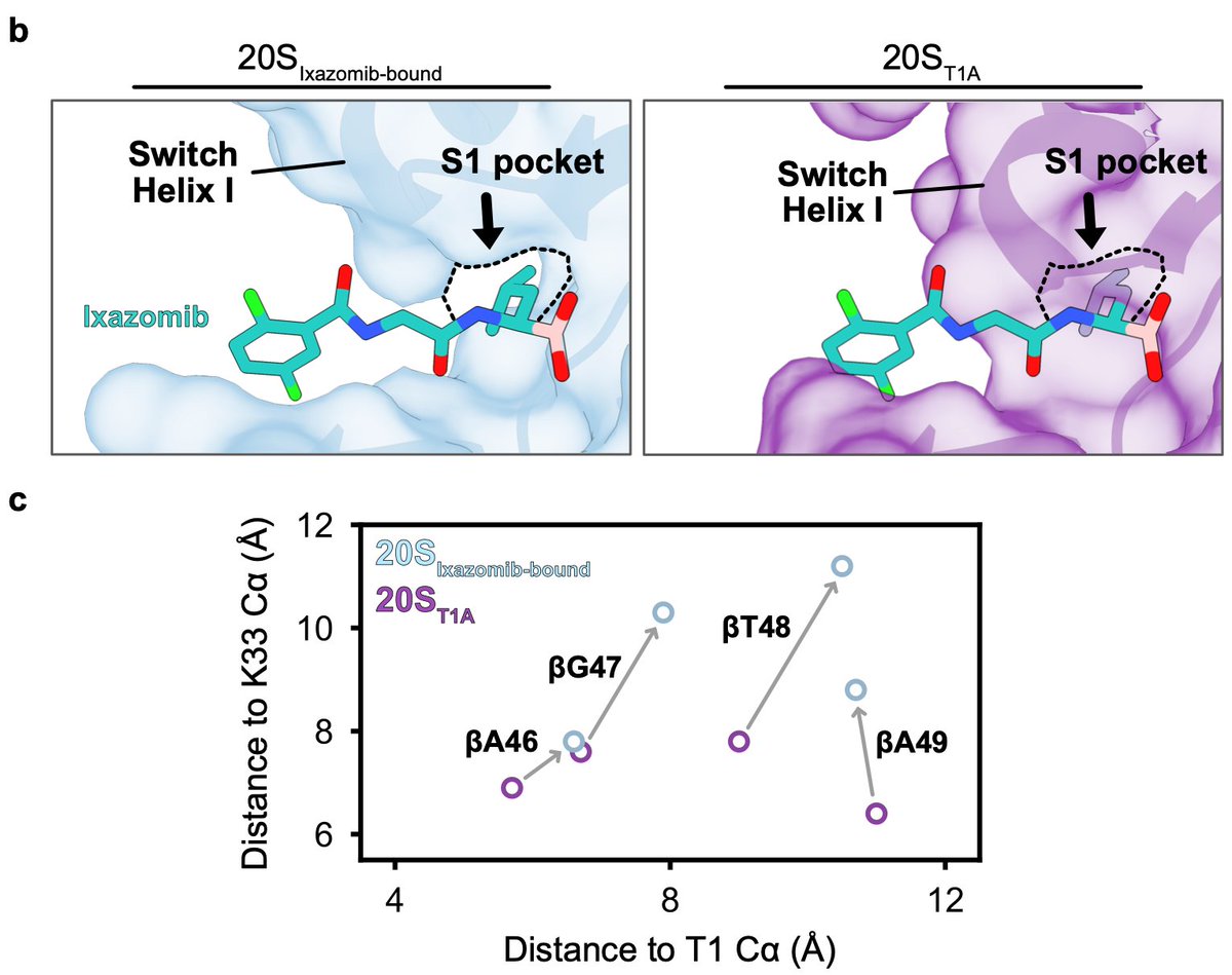 The proteasome is vital in cellular health and selectively degrades proteins. We report the first structure of the 20S core particle in its inactive form, termed 20SOFF, showcasing how switch helices I and II control access to the enzyme’s active site.
doi.org/10.1101/2024.0…