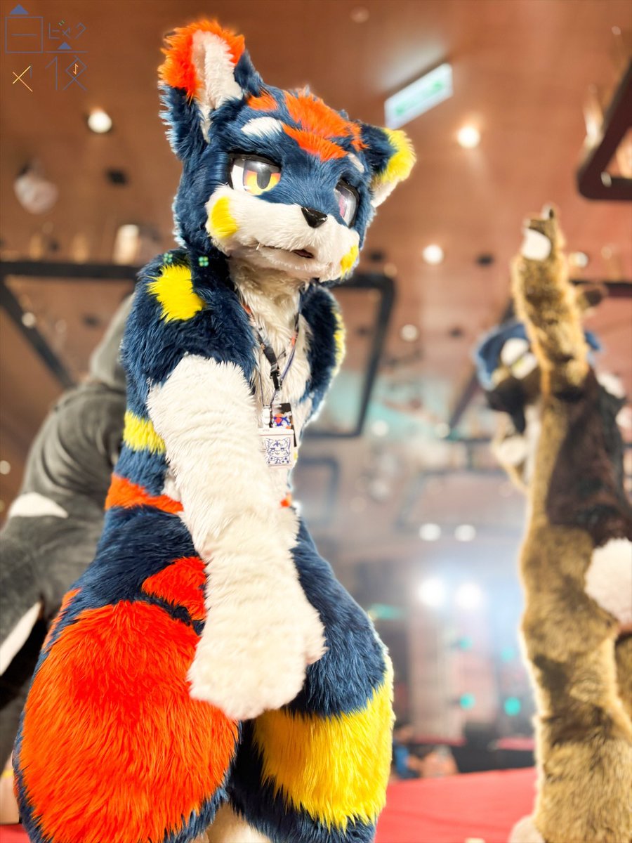 ByakuyaCoyote's tweet photo. #FurMIT24 #pdtk 

以上が今回のプロチームの写真です！

クラウドリンクを添付しています、非商業目的であれば自由に使用できます！

気に入っていただき、本当にありがとうございます！🙏🙏

（未投稿の写真も含まれています）

https://t.co/Qg7rixk8RE https://t.co/K2s5Qq2z8A
