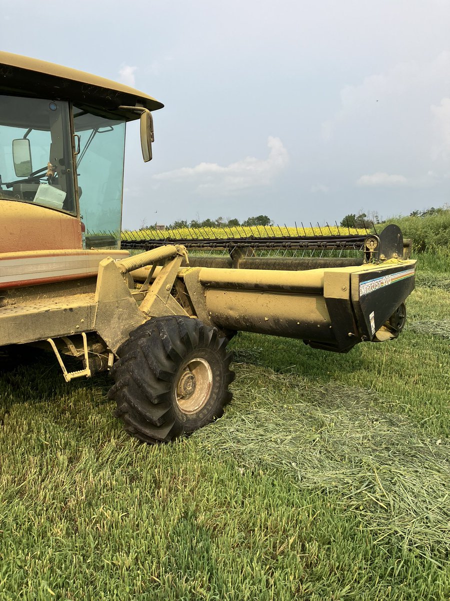 KJRaisbeck's tweet photo. My green feed crop seems to have a bit of mustard in it https://t.co/u41LW0i5MM
