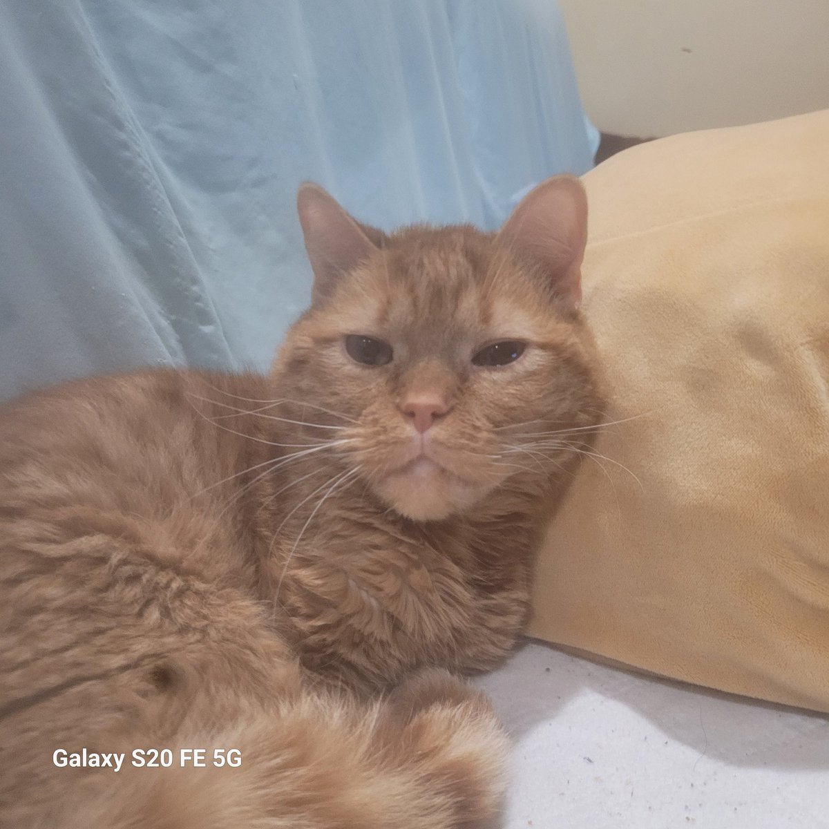 lynnslagle42's tweet photo. I swear all I am doing is watching T.V. I didn't sneeze or anything, just looked over and LA-BAM getting the Louie stare. 🤷♀️ #cerebellarhypoplasia #chlove #wobblykitty #chkitty #louiepatchouliblue #stareofguiltyaccusations #staredown #whatdidido #yeslouie #shouldiworry https://t.co/oRZqmtLffH
