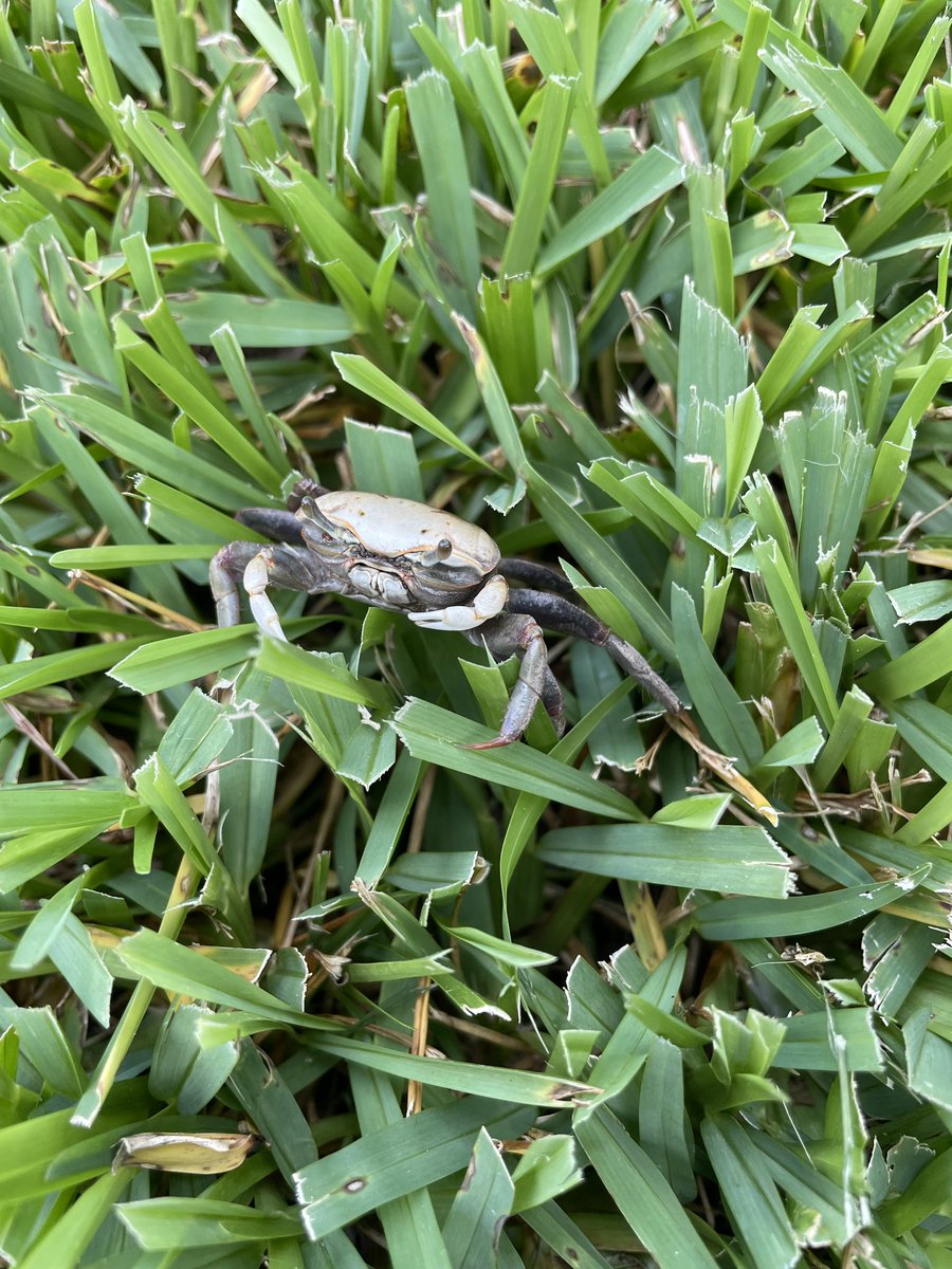 schnekser's tweet photo. Meet Minuca minax, commonly known as the red‐jointed fiddler crab. They prefer lower salinity water sources and are common in area of brackish water.
#fiddlercrab #crab #marsh #wetland #brackishwater #norfolk #expeditionschnekser #expeditionscience https://t.co/U2t8YuRFBz