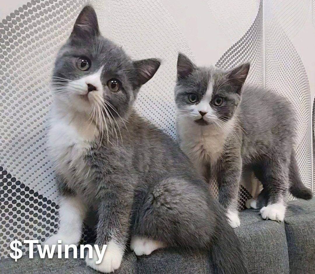 PUMPGXD's tweet photo. @torqqqsol definitely $twinny

@twinnyOnSolana

8wJZpmvohx4K9pXcDc2Rz1BobS5isaVXvA9XkMHnpump https://t.co/3c5Rv98LNa