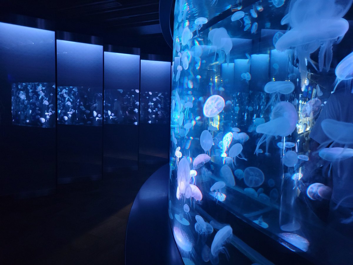 lqo23e's tweet photo. 水族館や美術館行くの好き
#日常垢 #日常垢と繋がりたい
#日常垢さんと繋がりたい 
#日常垢さんとつながりたい https://t.co/T9SLbst1Sj