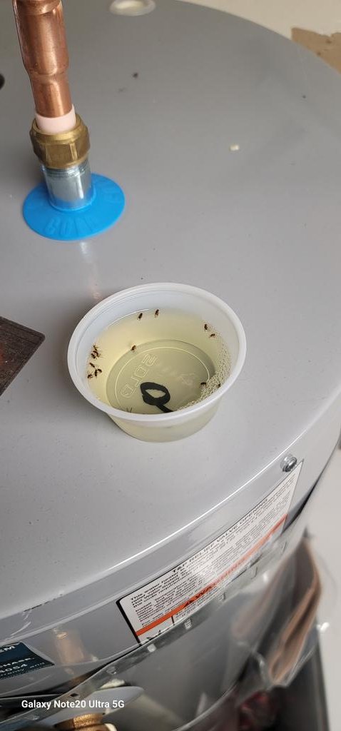 Decided to throw a pool party for the swarm of fruit flies in my garage.  It's going swimmingly!  (Photo at 45 minutes after the pool opened...)
