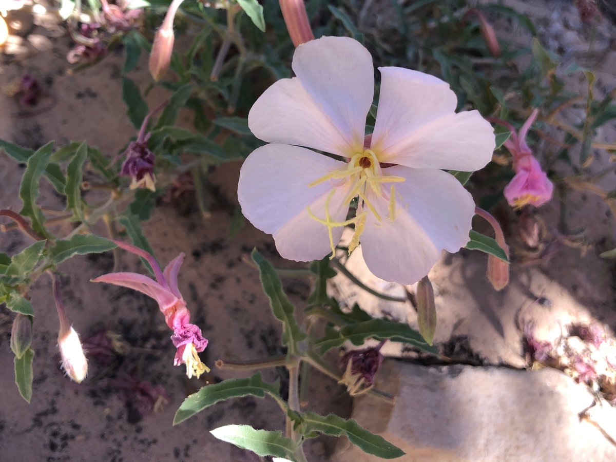 TravelingMooses's tweet photo. Vegas flowers in full bloom.  😍

#vegas #flowers https://t.co/NftLWFWWI3
