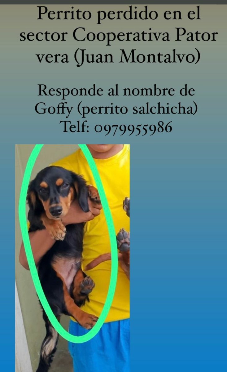 afifeAG10's tweet photo. @AlertaMePerdi De favor publicar la dueña está desesperada https://t.co/Yx0LcVuhqy