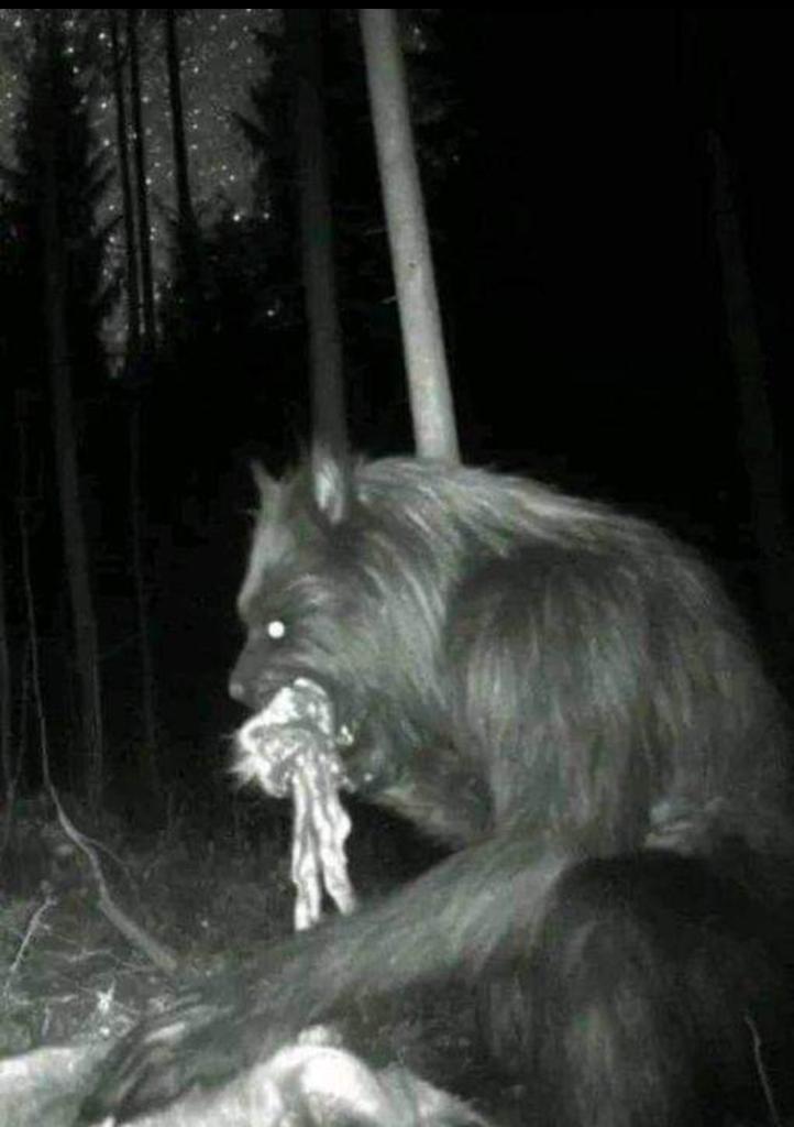 ΛЯIΣᄂ tweet media