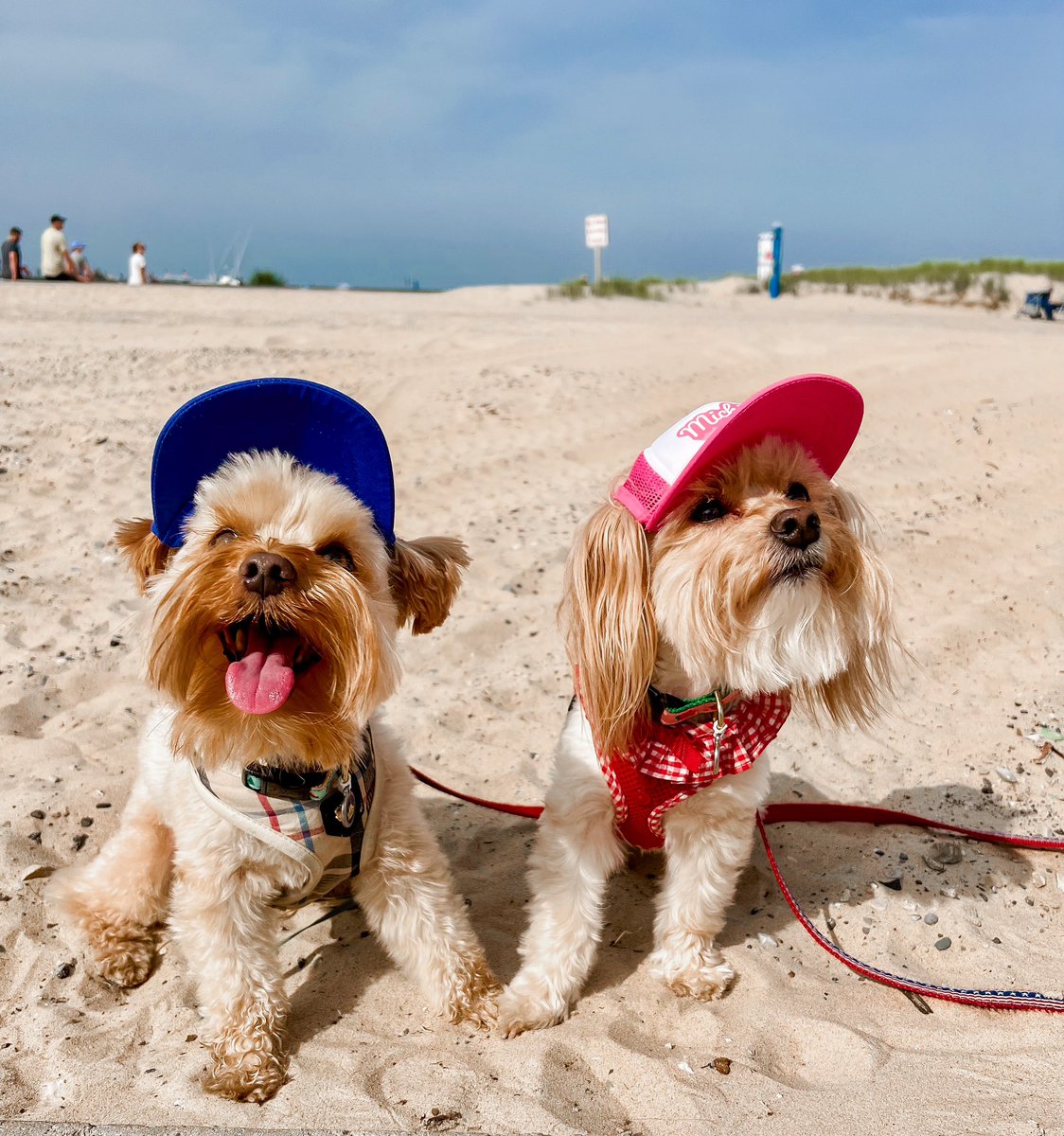 ByHeatherLloyd's tweet photo. “I got my paws in the water, tail in the sand….” 🧢☀️🏖️

#SoHa #PureMichigan #DogsOfSummer https://t.co/ZXrDDHFb8T