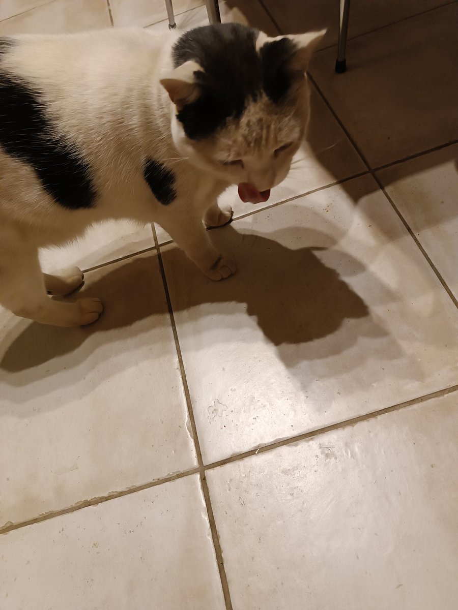 BandytosTinemar's tweet photo. Mon neveu @Xhandra16  pépite mais tu as fait quoi ? Bah une couleur comme la mamie moi blanc et noir j'aime pas je préfère marron , gris et noir.😹 https://t.co/HosAbKhRYf