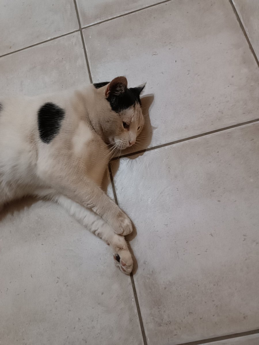 BandytosTinemar's tweet photo. Mon neveu @Xhandra16  pépite mais tu as fait quoi ? Bah une couleur comme la mamie moi blanc et noir j'aime pas je préfère marron , gris et noir.😹 https://t.co/HosAbKhRYf