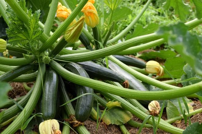rightplantz's tweet image. Battling the Squash Borer? 🐛 Learn expert tips and tricks to protect your squash plants from this pesky invader and keep your garden thriving! 🌿🛡️ #GardeningTips #SquashBorer #GardenProtection #GreenThumb

🔗 Read more: buff.ly/3xRLzbm