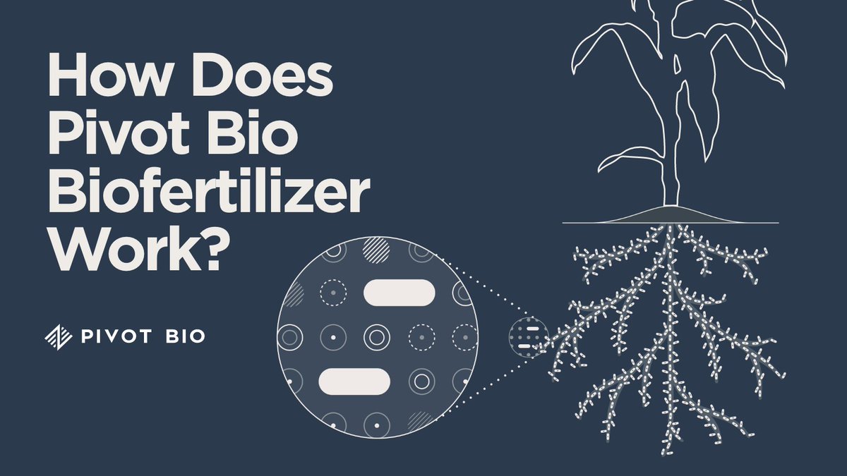 We've honed in on specific microbes within corn's microbiome, tweaking their natural nitrogen-fixing abilities to benefit both microbes and corn plants. This symbiosis allows microbes to use plant sugars and supply nitrogen directly to the crops.