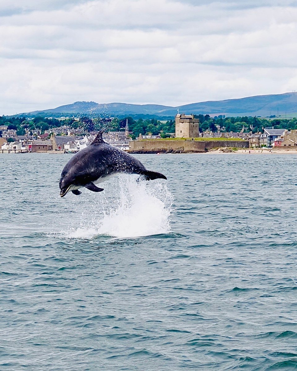 😍😍😍 What a cracker of a shot on the Tay from SaltDog Marine! Absolutely picture perfect shot of a dolphin leaping out of the water next to the stunning Broughty Castle! LOVE THIS!

📸 SaltDog Marine