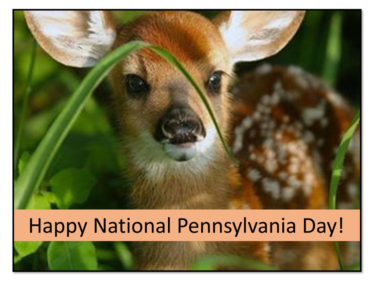 HumanePA's tweet photo. "Happy National Pennsylvania Day! 🐾 To all #PA animal-loving voters, let's celebrate our furry friends—from pets at home to wildlife in our forests. Your voice and vote helps protect and cherish all animals in the Keystone State! #HumanePA #AnimalLovers https://t.co/coMUdG99Gp