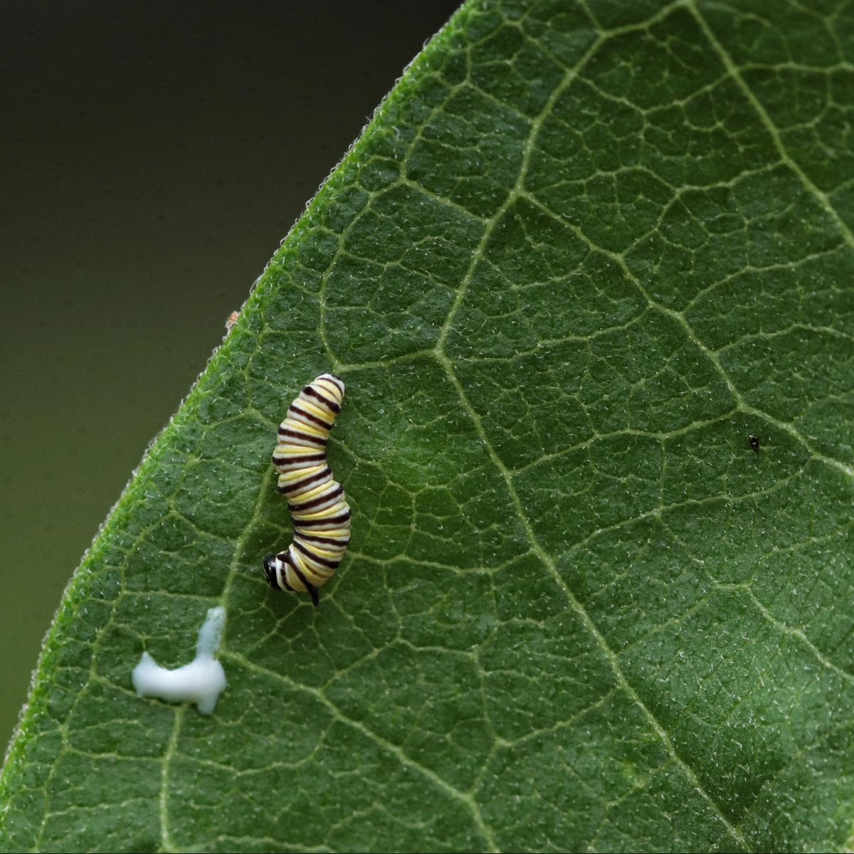 junekrisko's tweet image. Baby Monarch Caterpillar in our garden.
#FrameItFriday
.
.
.
#HaliburtonOntario #MyHaliburton #MyHaliburtonHighlands #HaliburtonHighlands #OnHighlands #JuneKriskoArtist #JuneKriskoPhotography #MonarchCaterpillar
