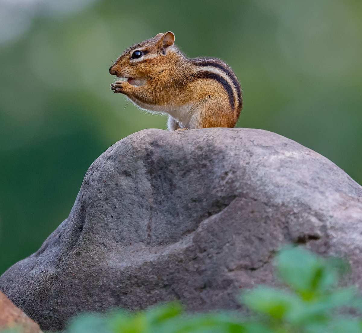 ThibeauTom's tweet photo. @nickyperry82 C is for Chipmunk πΏοΈ #WeekC #AlphabetChallenge π· https://t.co/Vukc44fQtc