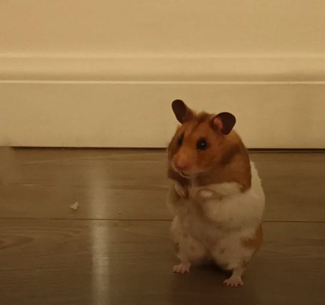 Farewell, Muad'dib.
Always affectionate, loved eating chicken, was terrified of eggs. She would come when called, except the three times she escaped under the floorboards - despite having the biggest hamster enclosure of all time.
😪