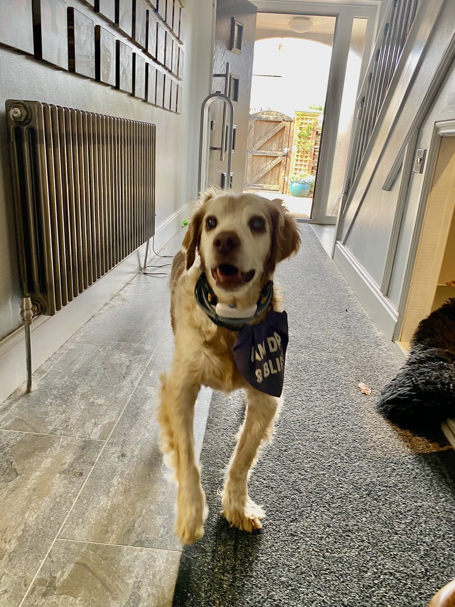 SpanielsSuper's tweet photo. Mum?
Yes Ronnie?
The #ColdBlower isn’t #BlowingCold 😢
I’ll switch it on for you Ronnie 
#ThanksMum It’s sooooo hot 🥵 
#RonniesFan @Dyson https://t.co/3leEh5vsr2