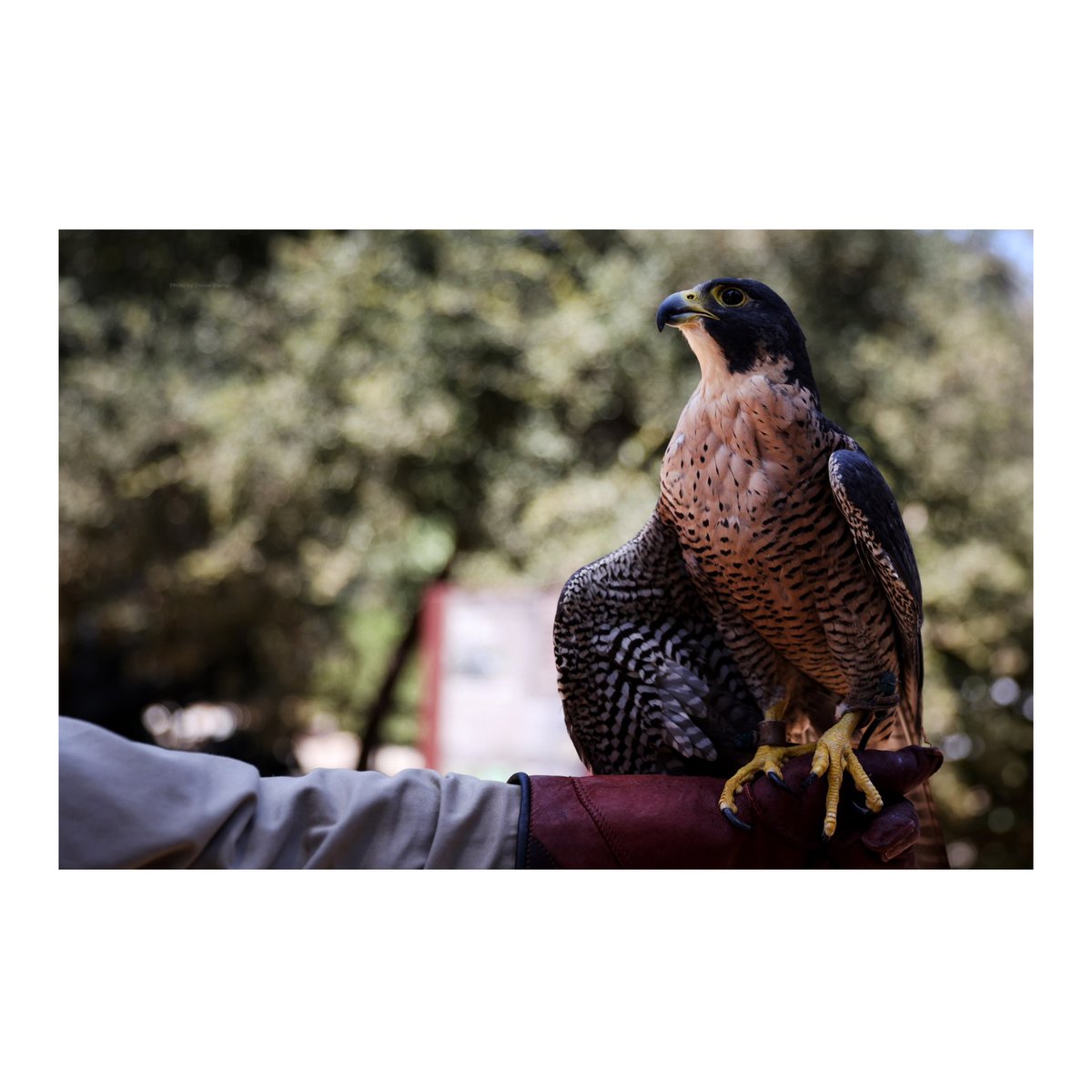 MorTrev's tweet photo. Injured falcons, hawks and owls get help with new L.A. County ‘raptor rescue’

https://t.co/kKpG3KrsHB https://t.co/3IT2yhnNwy