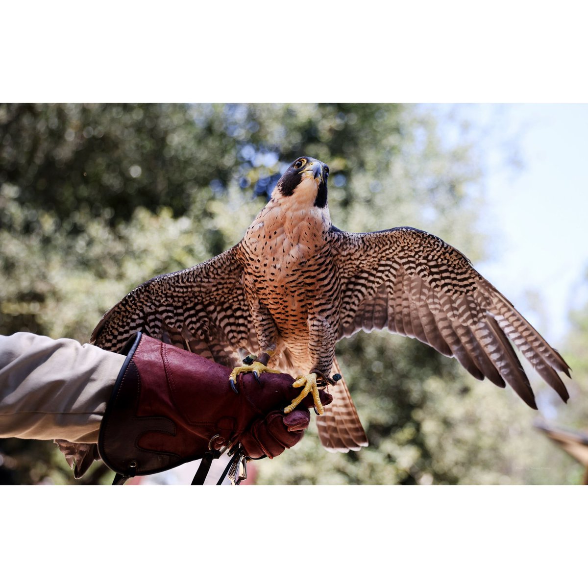 MorTrev's tweet photo. Injured falcons, hawks and owls get help with new L.A. County ‘raptor rescue’

https://t.co/kKpG3KrsHB https://t.co/3IT2yhnNwy