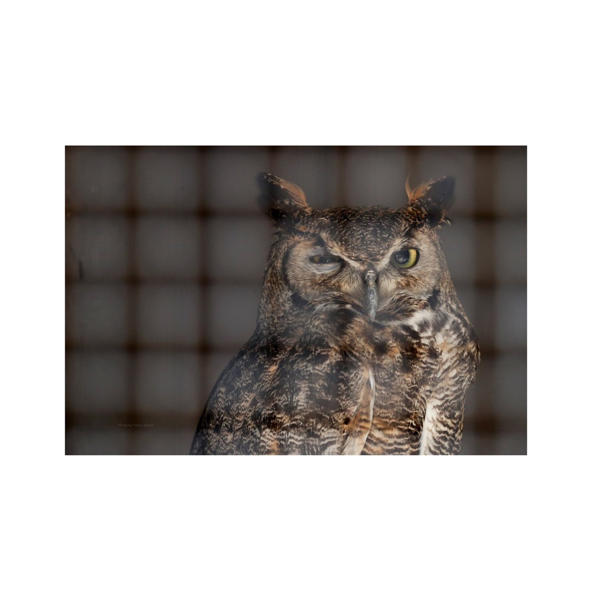 MorTrev's tweet photo. Injured falcons, hawks and owls get help with new L.A. County ‘raptor rescue’

https://t.co/kKpG3KrsHB https://t.co/3IT2yhnNwy