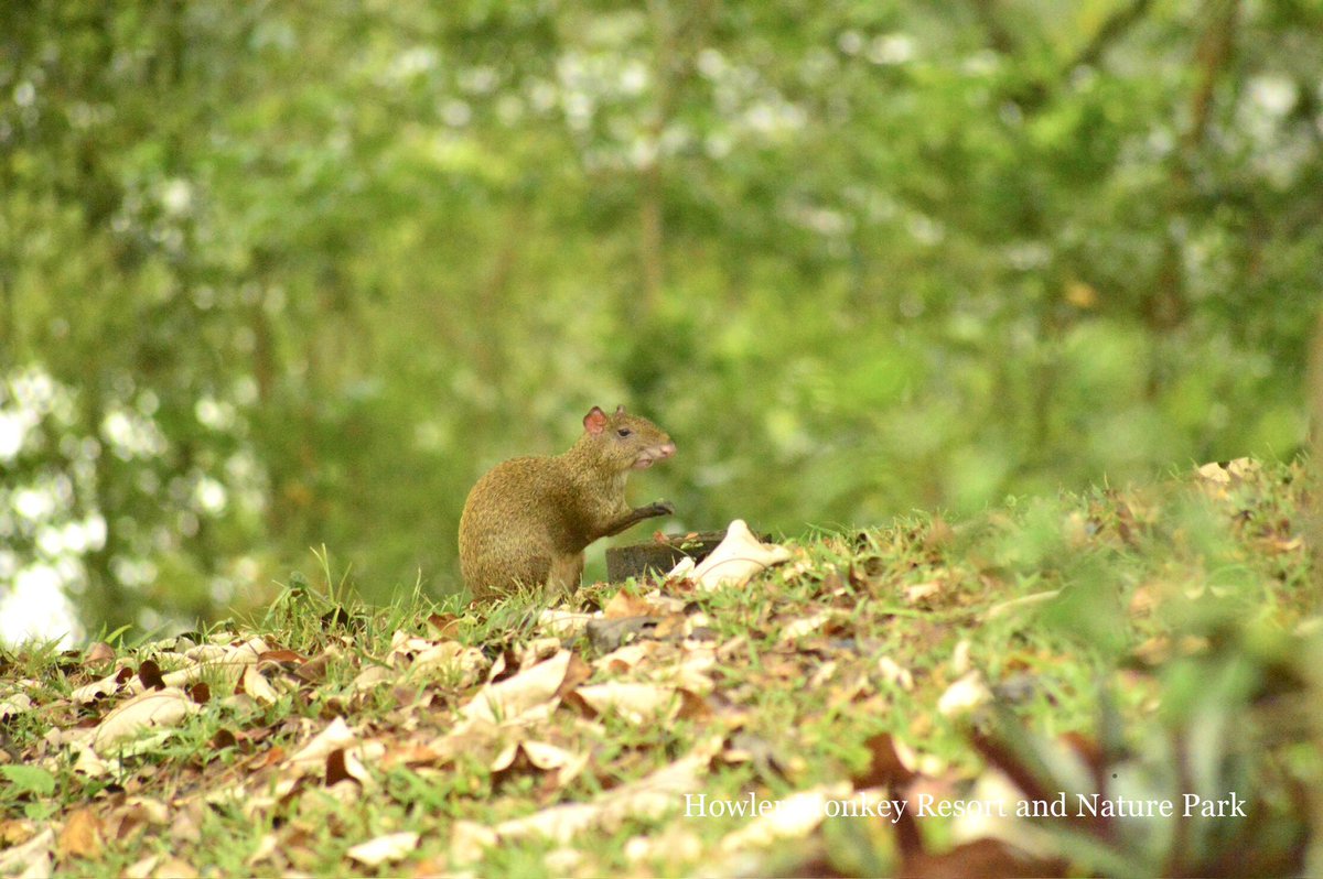 belizemonkey's tweet photo. Our property offers great opportunity for photographers to capture wildlife behaviors in their natural habitat.

https://t.co/mWj96GLy6c

#responsibletravel #wildlifephotography #Belize https://t.co/cQ349OIoDy
