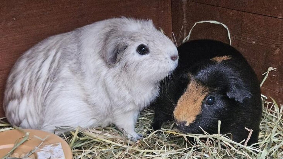 Poppy and Violet were so nervous and scared when they were rescued from a house where breeding was out of control and conditions were poor. 😞 

They have since regained their confidence and are now ready to find their forever home. Apply here: bit.ly/3Lt4HzB