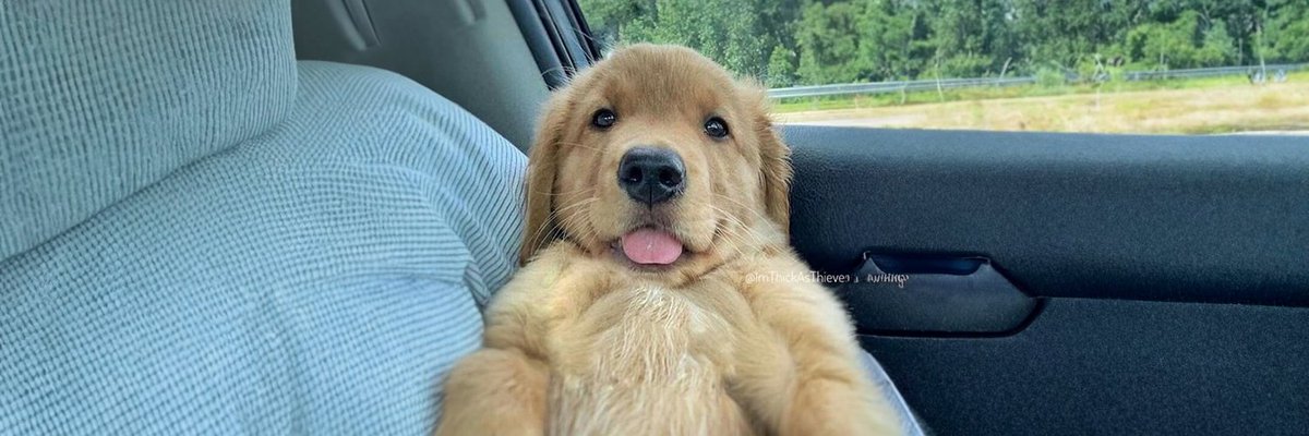 thisisdjen's tweet photo. CZWbuXQgW96qFNB1LizsgVt3g5wCLcGzygP7T6uPpump

The dog is cute and named moonie https://t.co/nS2QDA4y3X