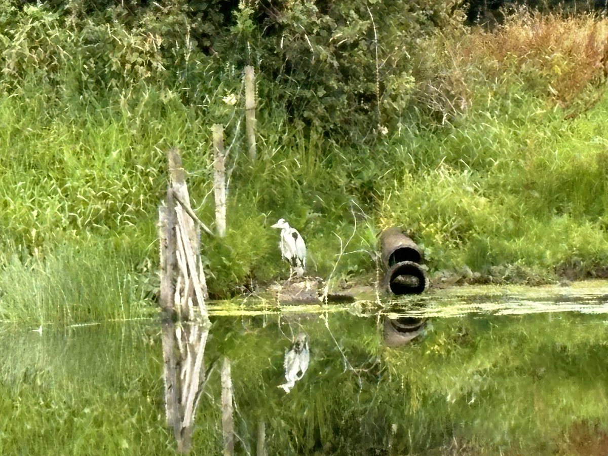 LoveOurLough's tweet photo. I had such a wonderful time today with Jim and Keith from River Bann tours. I saw more herons today than any other day in my life and my heart is fit to burst. It is true what they say about Lough Beg too, the hidden gem of Ireland indeed. 
🩵🐟💦🦢💙 #RiverBann #LoughBeg #herons https://t.co/uCSa2exQay