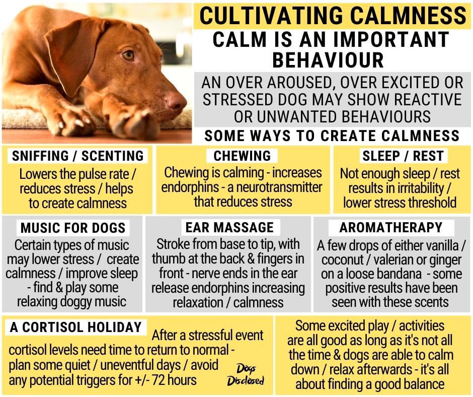 Dubs4Mutts's tweet image. ✨Calm is an important 🐶 behavior ♥️
#Dogs #DogTips #Dog101 #DogTraining