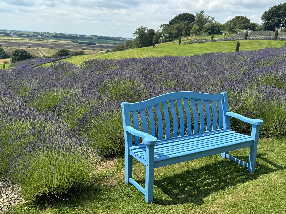 mccreaddiee's tweet photo. A bench with a view and a wonderful scent. @MyFaveBench @yorkslavender https://t.co/AhTID0r7YK