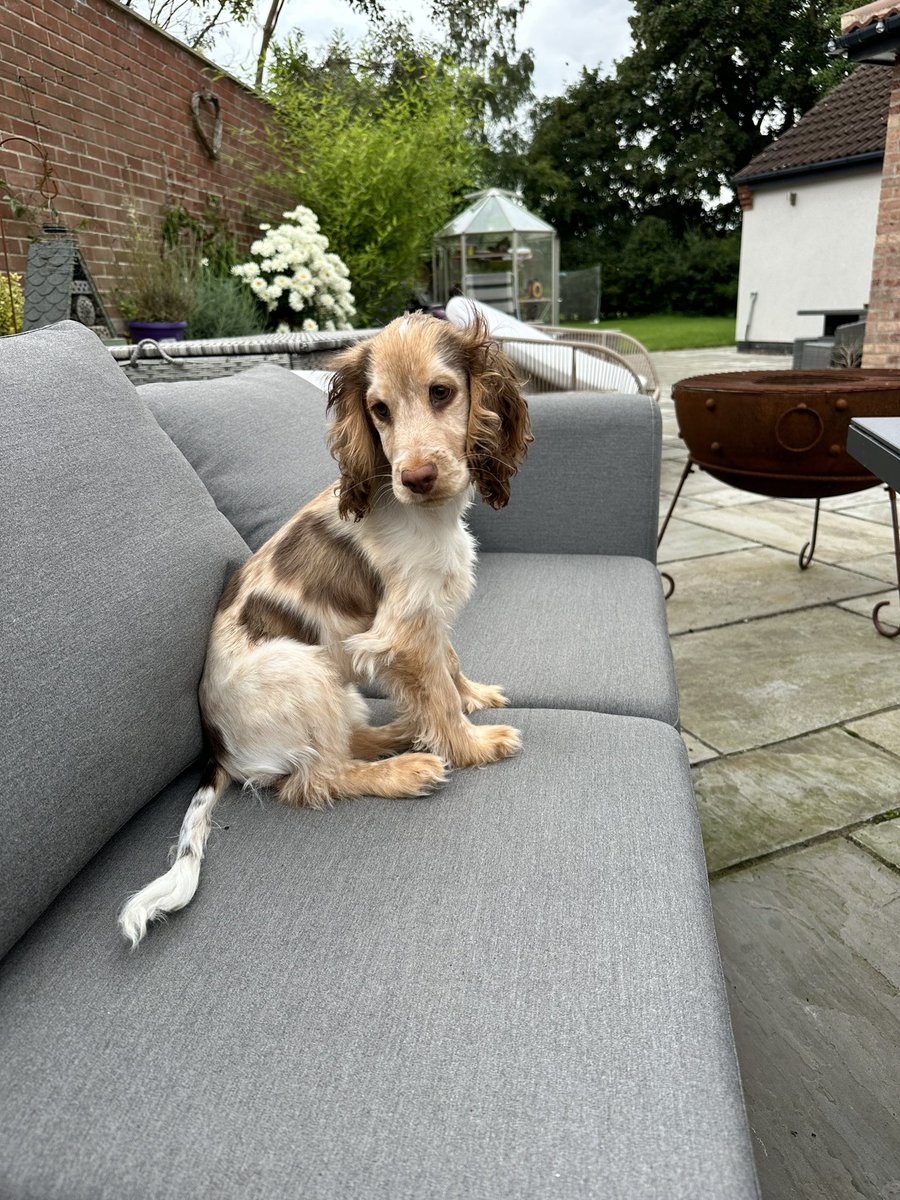 Had the pleasure of looking after this little beauty today 🐶🥰