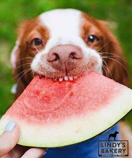 HJamesWrites's tweet photo. Cool treat ideas for your furry friends.
#heatwave #heatwavestoke #dogs https://t.co/V7mDq3XSs0