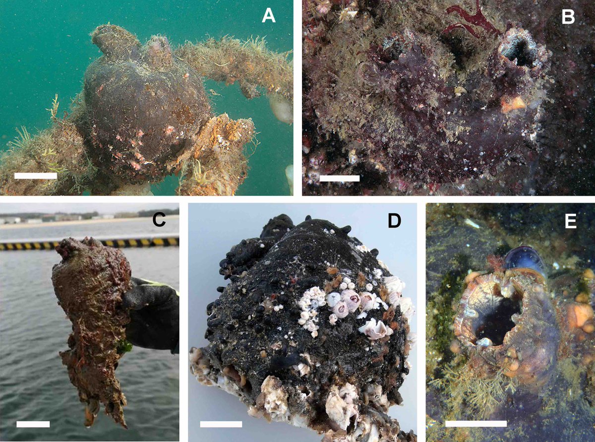 Marc Rius - Ecology & Evolution Lab (@m_rius_) on Twitter photo Just published <a href="/BioInvasions/">Biological Invasions</a> a morphogenetic study showing the early stages of the introduction in Europe of a marine non-indigenous species that can attain amongst the highest benthic biomass per surface area ever reported: rdcu.be/dOotd Just published <a href="/BioInvasions/">Biological Invasions</a> a morphogenetic study showing the early stages of the introduction in Europe of a marine non-indigenous species that can attain amongst the highest benthic biomass per surface area ever reported: rdcu.be/dOotd