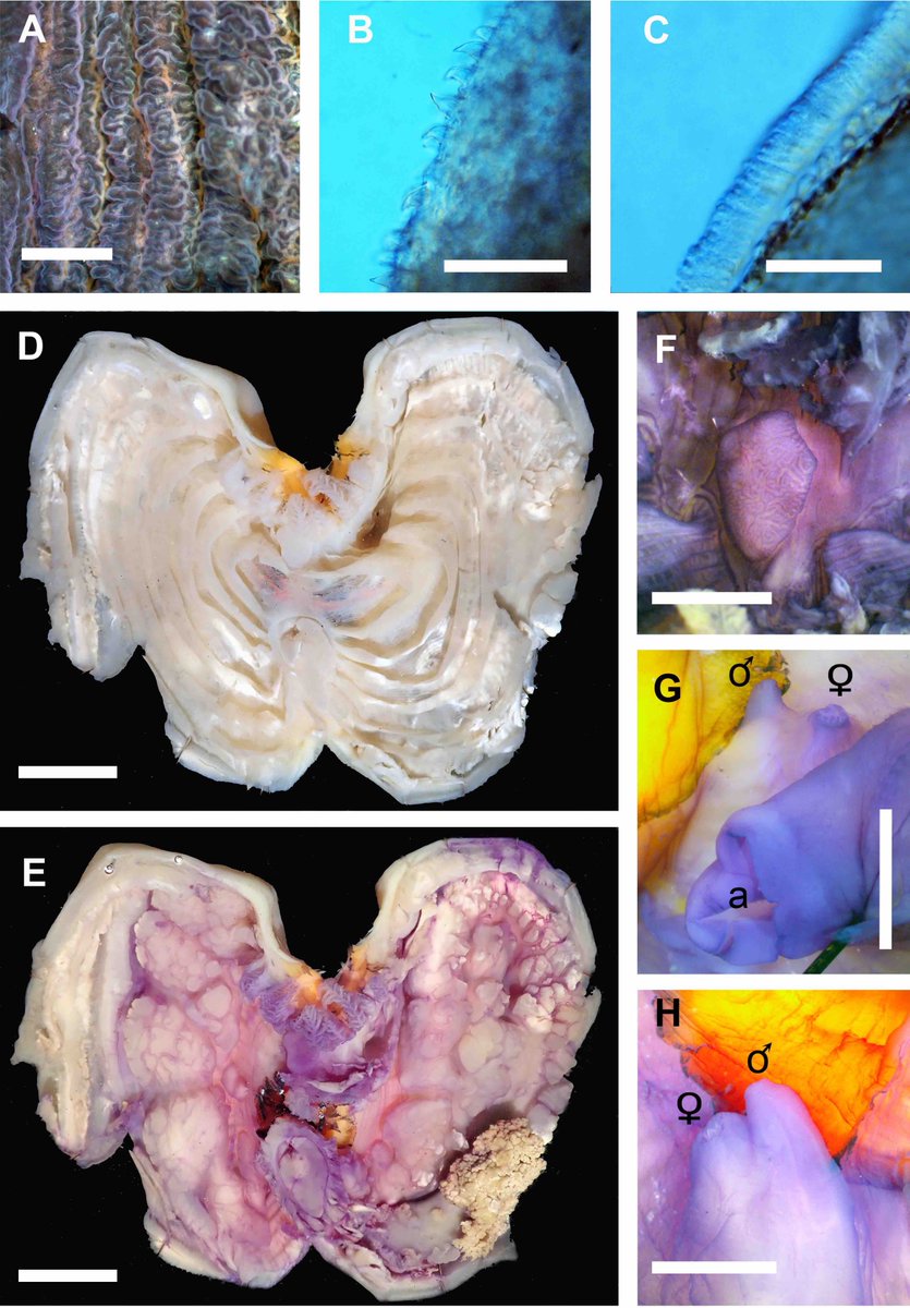 Marc Rius - Ecology & Evolution Lab tweet media