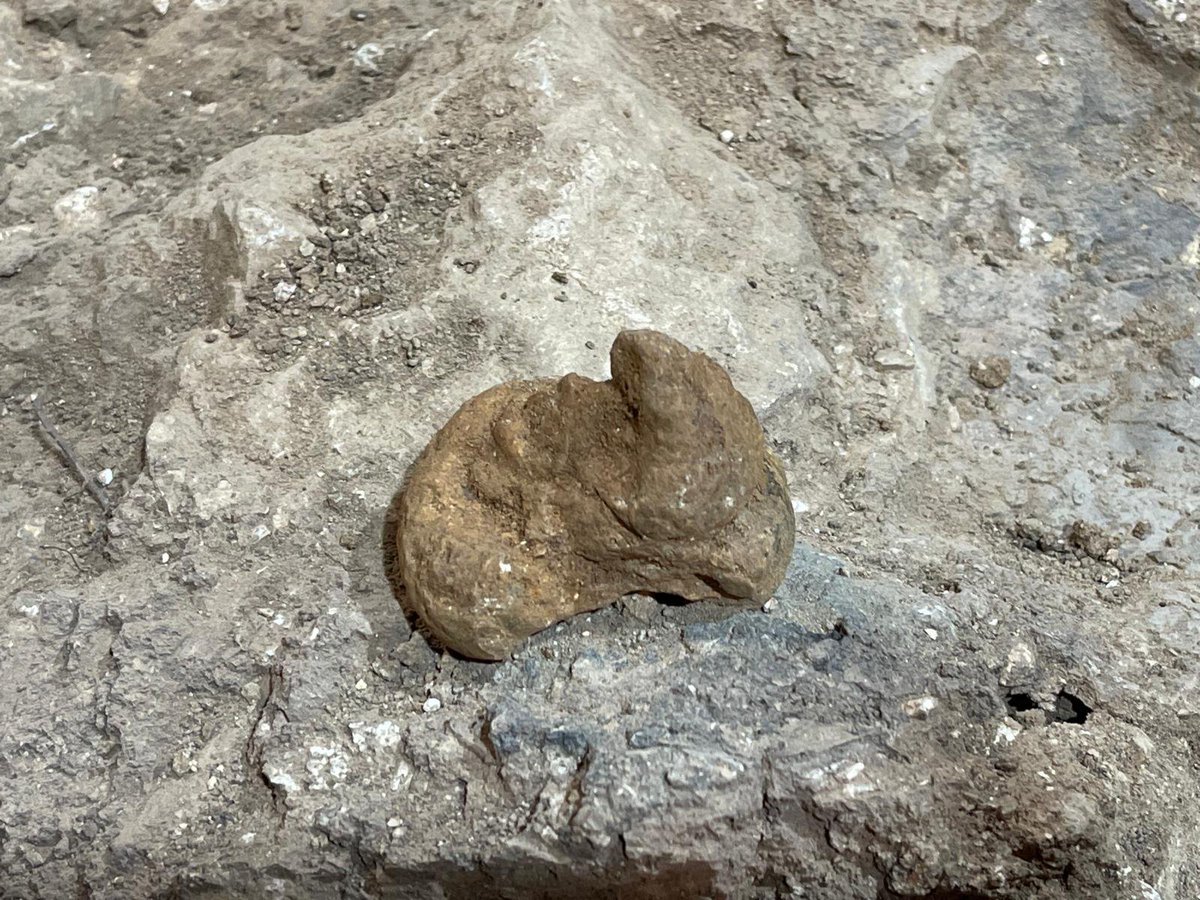 Scavengers ERC tweet media