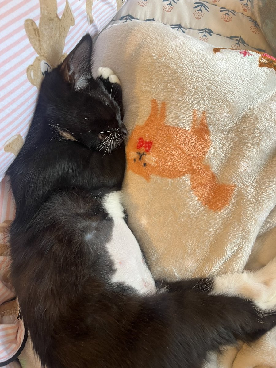 new kitty added to the family