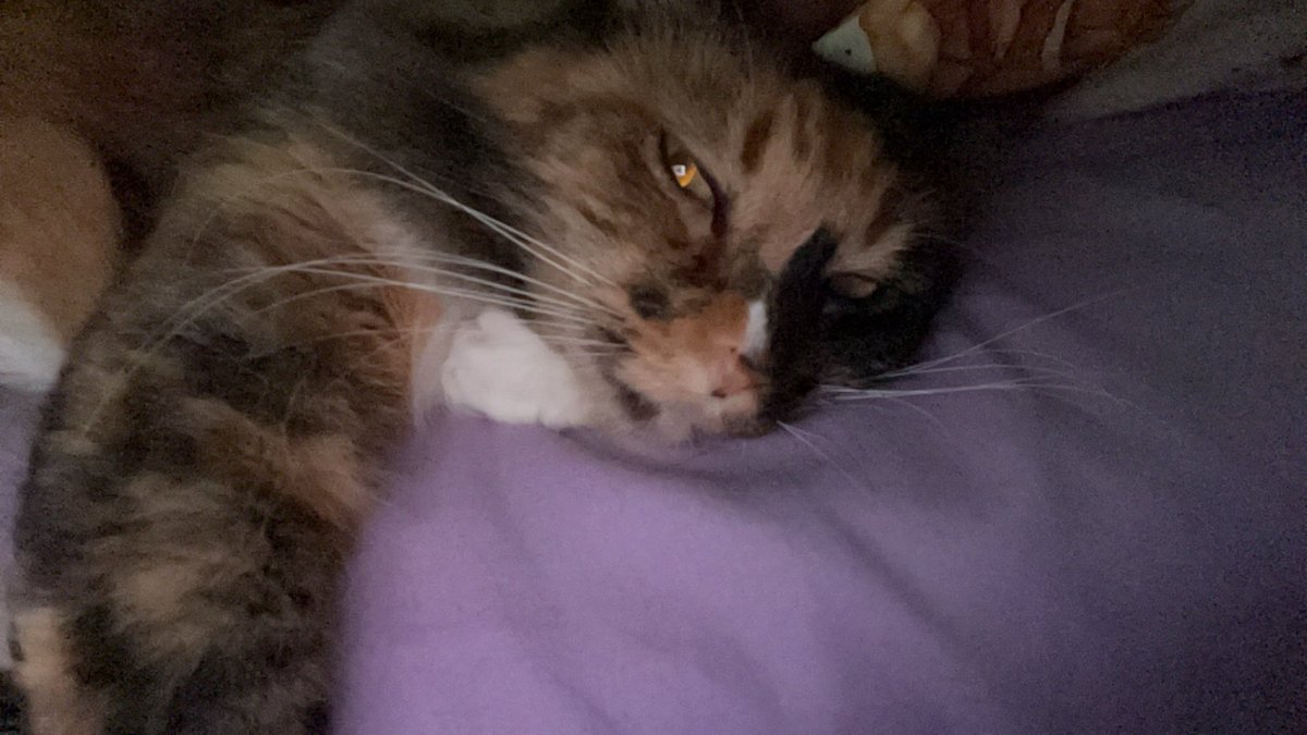 ashy394's tweet photo. At least snuggling with Hazel is free 💪🏻 https://t.co/WKYS486dr7