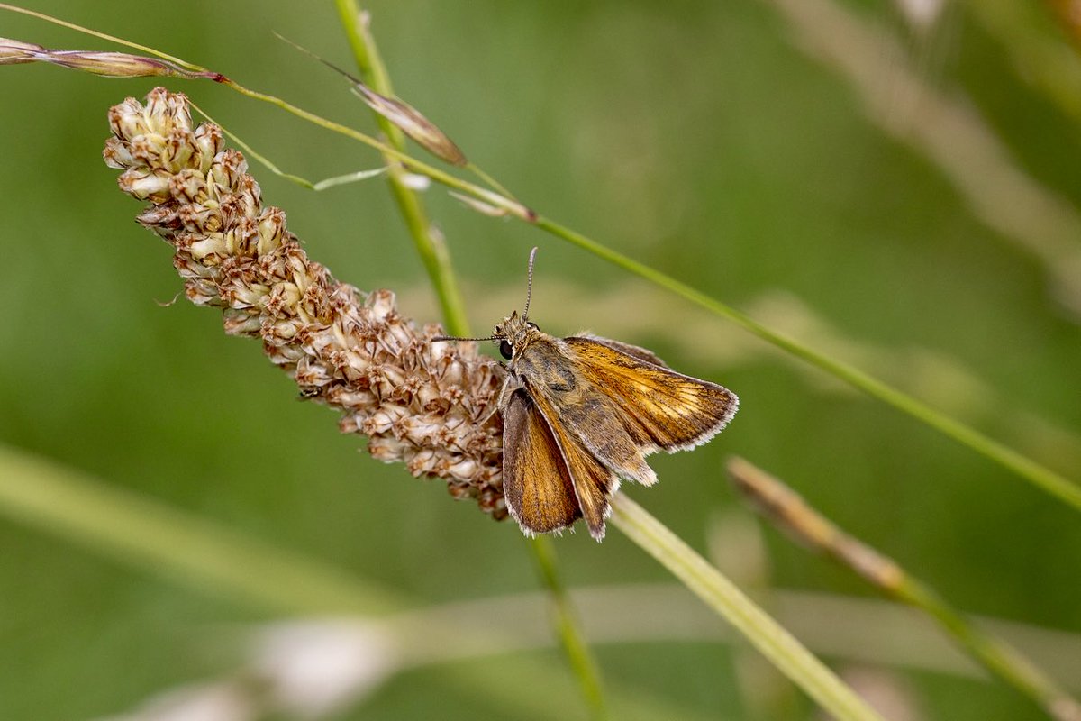 e9doc's tweet image. Lulworth Skipper
