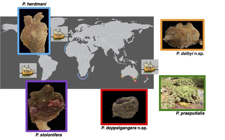Marc Rius - Ecology & Evolution Lab tweet media