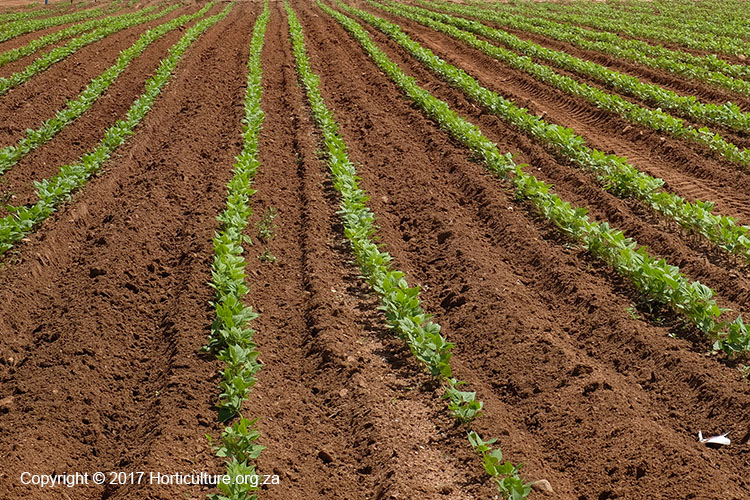 MUGABE__Robert's tweet photo. Land Preparation tip number 2 for #BeansProduction

• Determine the Soil Type.

• Clear the selected area off everything.

• Observe the drainage pattern of the area cleared. 
• Prepare the planting area to ensure adequate drainage, aeration &amp; space for root growth.
#TimelyLP https://t.co/ZkBff9QeVa