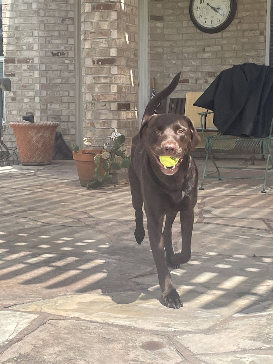 Feeling GOOD about <a href="/BurlingtonBees/">Burlington Bees</a> today! I’ll bring you my ball to use. Get a win! Let’s go <a href="/emilymadelyn_/">emily dear</a> <a href="/oliviaraustin/">Olivia Austin</a> <a href="/rachf03/">Rachel Fischer</a> <a href="/sample_mail/">Liam Sample PxP</a> <a href="/Samuel_Egan21/">Samuel Egan</a> Cheer &amp; encourage!! 💙🐝⚾️ Go Bees!!!