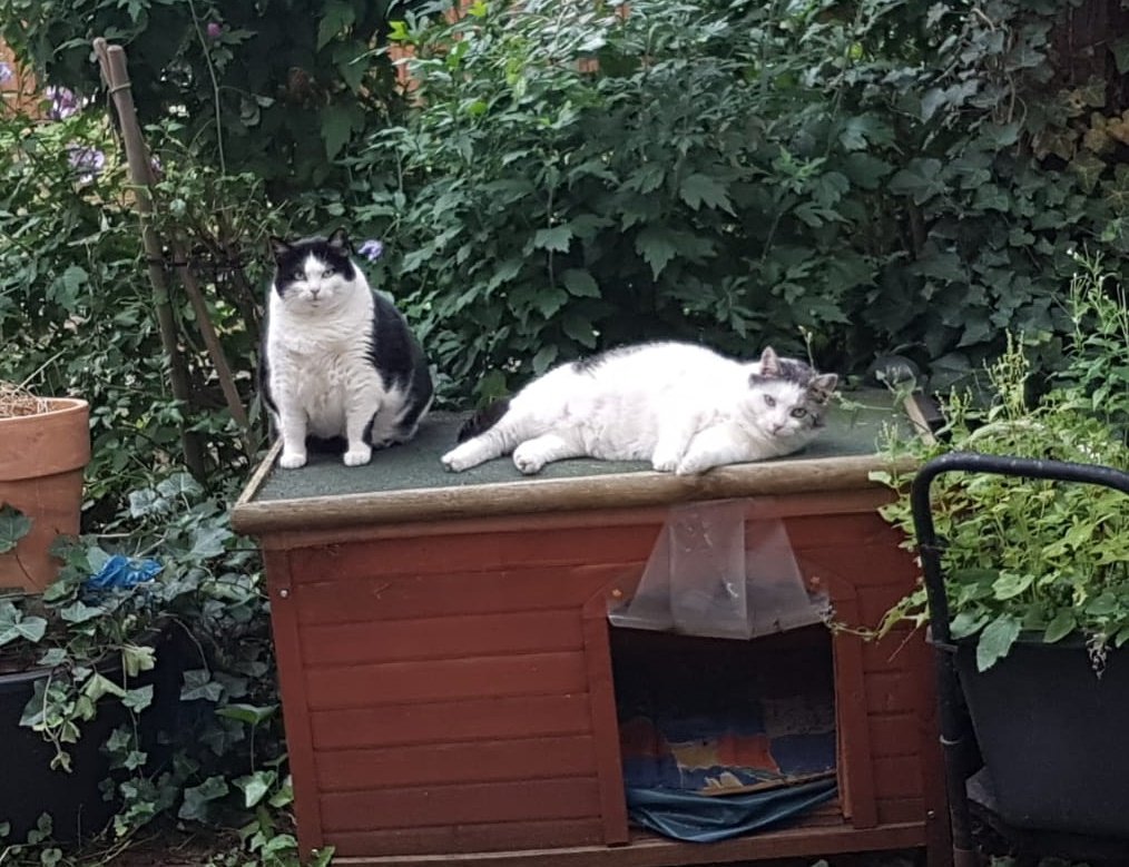 NiciS79's tweet photo. Two of my mum's kitties (brofur and sisfur) enjoying some garden time
#toohot #summeringermany #CatsofTwitter #CatsofX https://t.co/DEv952bC9f