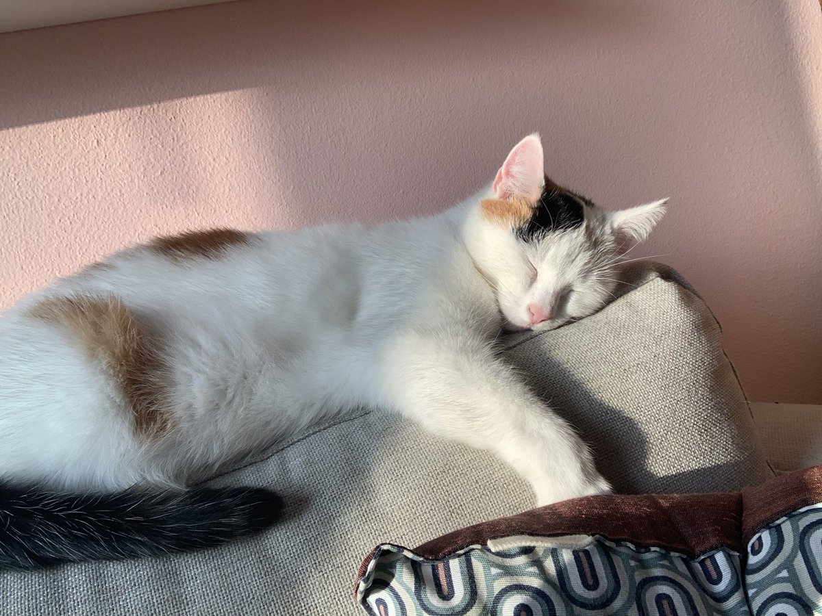 GeartsjeHemstra's tweet photo. @PostsOfCats https://t.co/UpMEEzaRgr