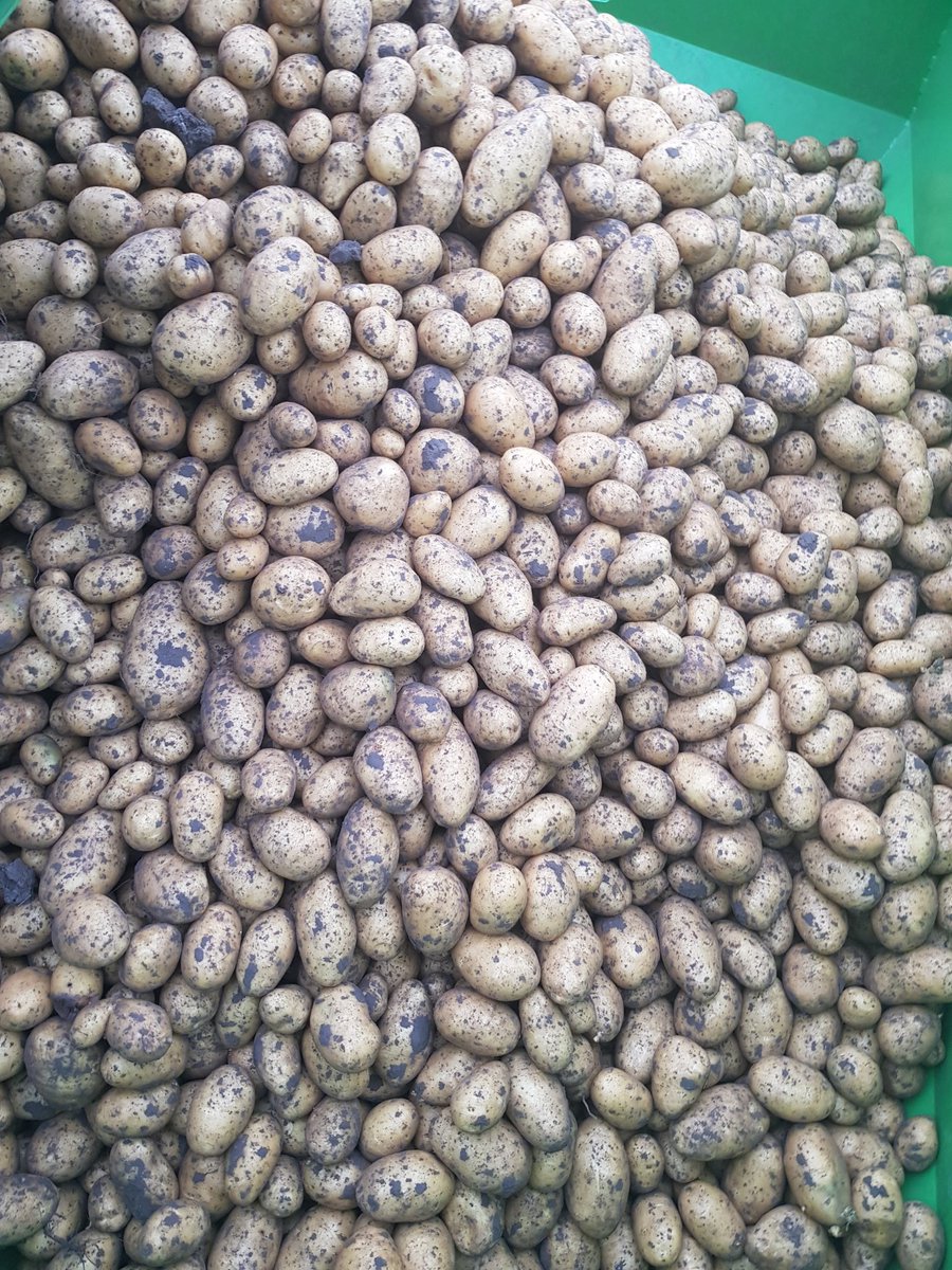 OrganicseedsNL's tweet photo. Robuuste rassenlijst 2024 aardappelen
Op de website van #Bionext staat een nieuwe lijst met #robuuste aardappelrassen. Deze #rassenlijst is opgesteld in het kader van het convenant Transistie naar robuuste biologische aardappelrassen 2022-2026.
https://t.co/ADCpBmeG3n

#aardappel https://t.co/svzXsYSF9s