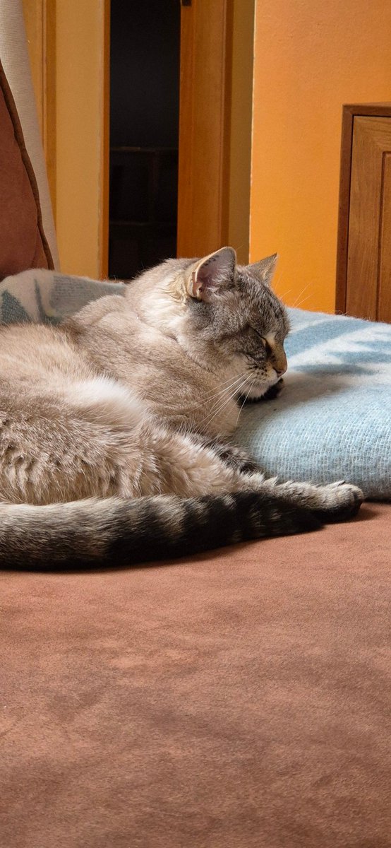 IngaHeida's tweet photo. @PostsOfCats https://t.co/3gLGyFPCDT