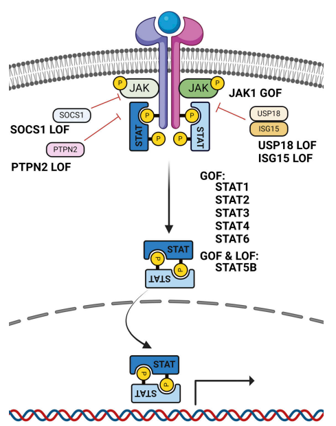 Waggoner Lab (@labwaggoner) on Twitter photo 6 novel monoallelic PTPN2 mutations in pediatric lupus and Evans syndrome that cause T cell hyperproliferation and high inflammatory cytokines <a href="/JExpMed/">Journal of Experimental Medicine</a>
doi.org/10.1084/jem.20… @MACattackLab comment
doi.org/10.1084/jem.20…
<a href="/AlexandreBelot/">Belot Alexandre</a> @FRLab1 #Mathieu 6 novel monoallelic PTPN2 mutations in pediatric lupus and Evans syndrome that cause T cell hyperproliferation and high inflammatory cytokines <a href="/JExpMed/">Journal of Experimental Medicine</a>
doi.org/10.1084/jem.20… @MACattackLab comment
doi.org/10.1084/jem.20…
<a href="/AlexandreBelot/">Belot Alexandre</a> @FRLab1 #Mathieu