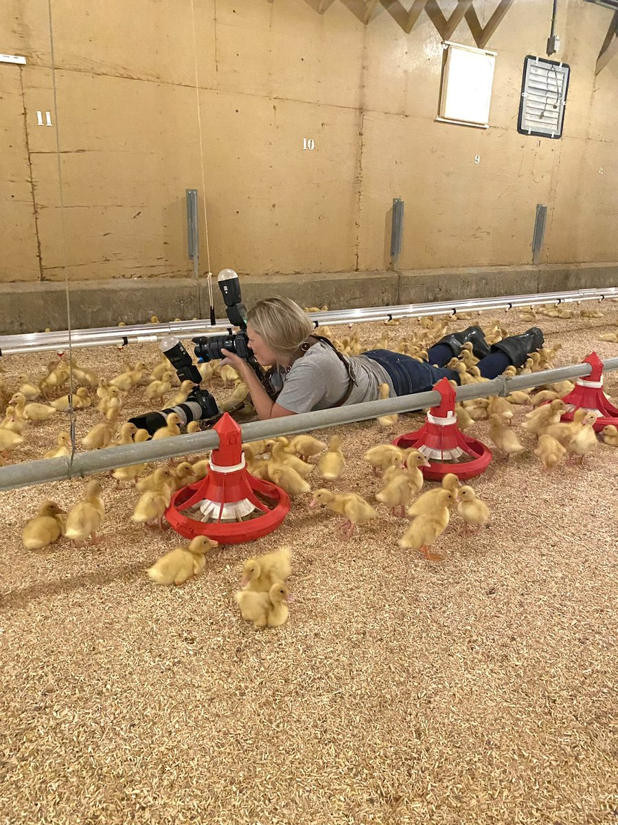 🦆🐥

#ontag #farmphotographer